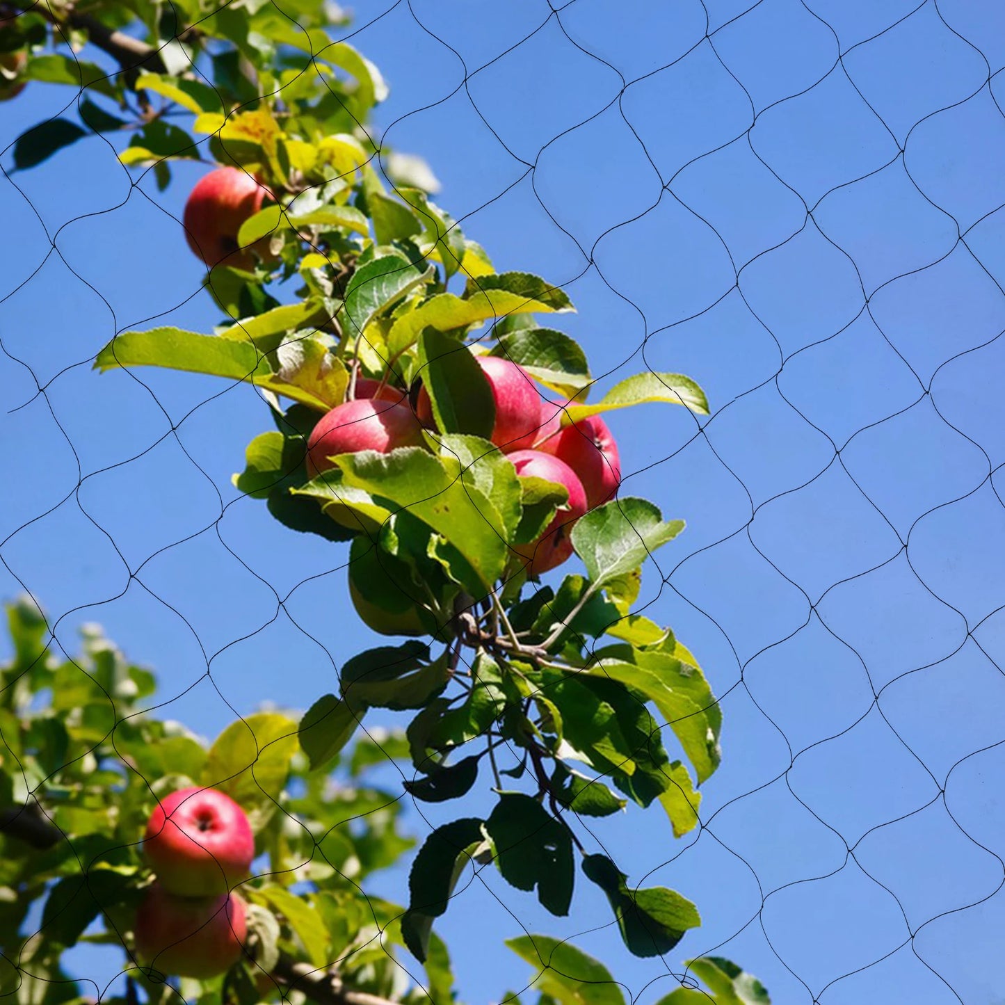 100" x 50" Black Anti Bird Netting Mesh Nylon For Fruit Crop Plant Tree For Protecting Trees from Bird, Poultry, Aviary