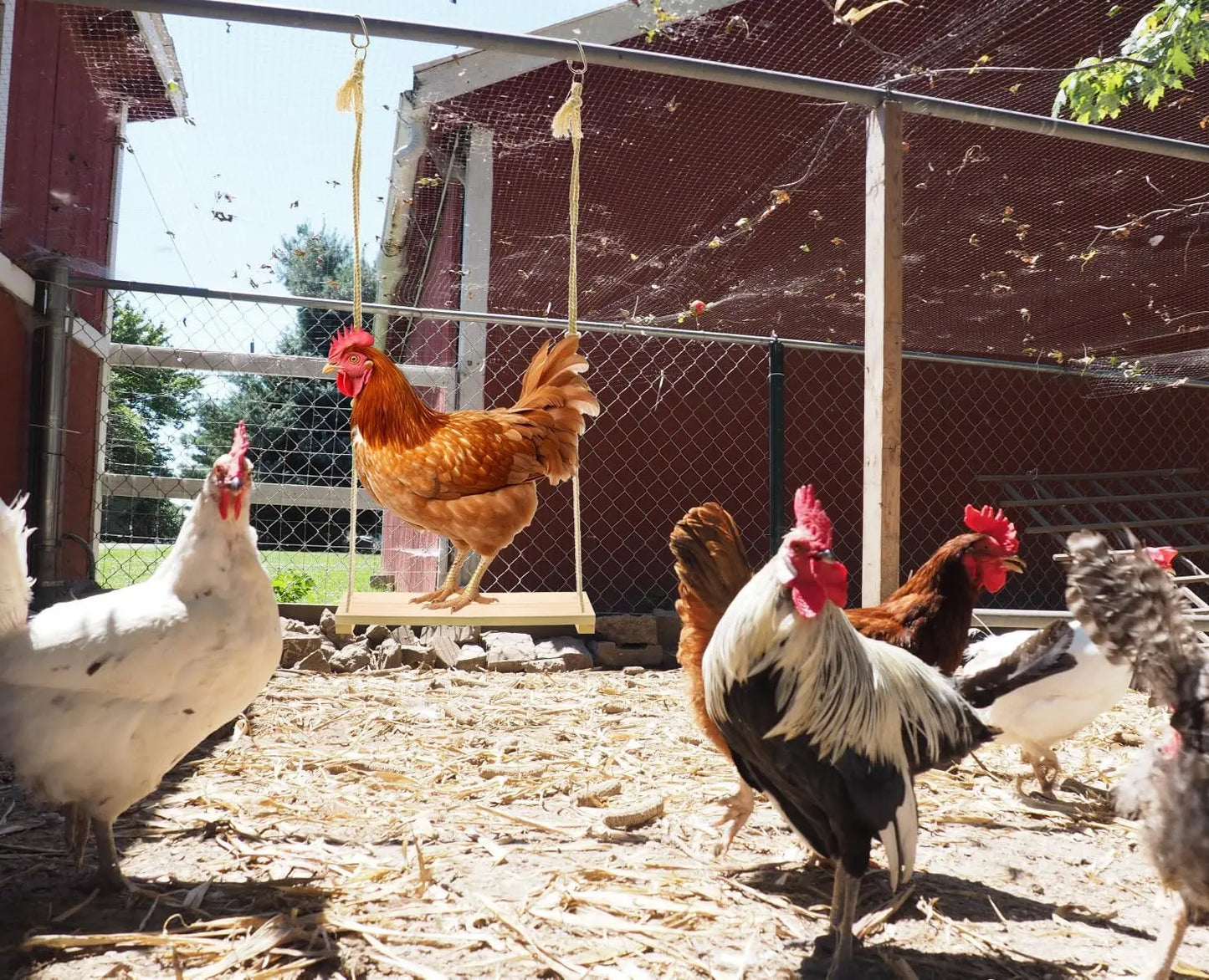 Wooden Chicken Swing Toy – Hanging Bird Toy for Chickens, Roosters & Parrots