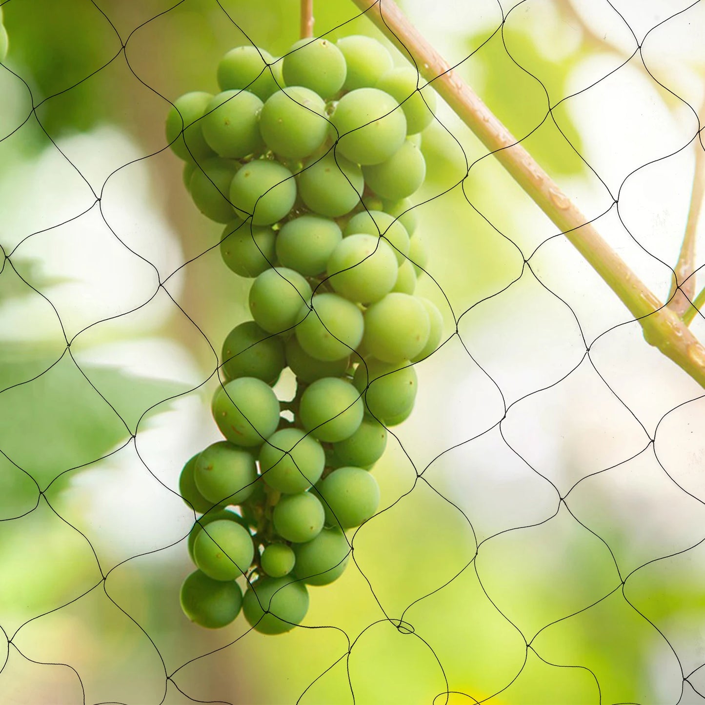 100" x 50" Black Anti Bird Netting Mesh Nylon For Fruit Crop Plant Tree For Protecting Trees from Bird, Poultry, Aviary
