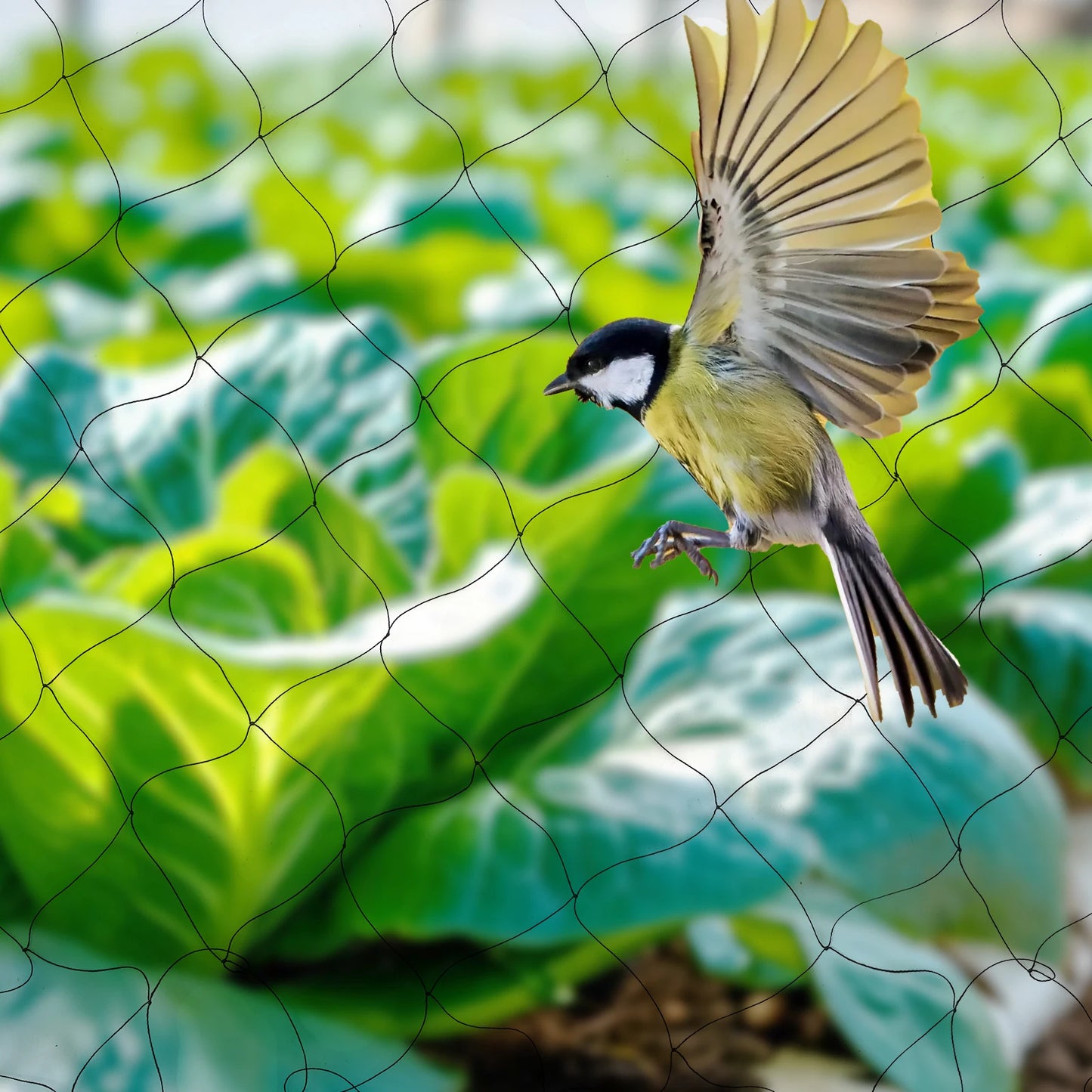 100" x 50" Black Anti Bird Netting Mesh Nylon For Fruit Crop Plant Tree For Protecting Trees from Bird, Poultry, Aviary