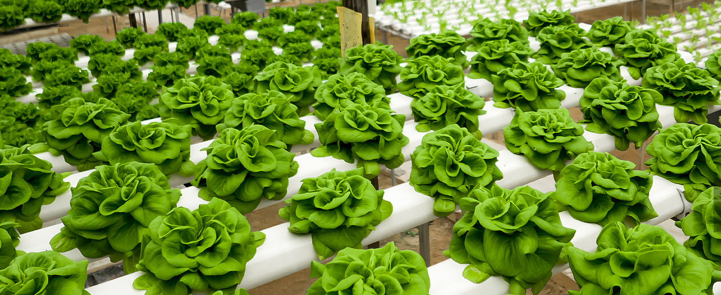 VEVOR Aquarium Chiller 0.25/0.33/0.1/1.5HP Hydroponic Water Chiller Quiet Refrigeration Compressor for Fresh Water Fish Tank